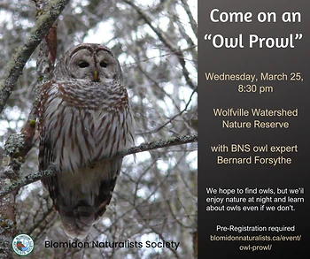 Poster for Owl Prowl