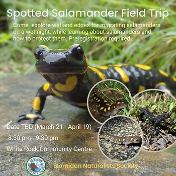 Poster for Spotted Salamander Field Trip