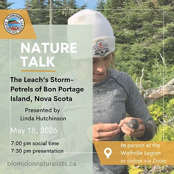 Poster for Nature Talk (Storm Petrels)
