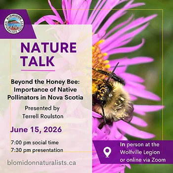 Poster for Nature Talk (Pollinators)