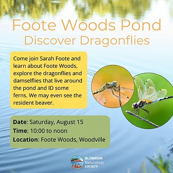 Poster for Discover Dragonflies in Foote Woods