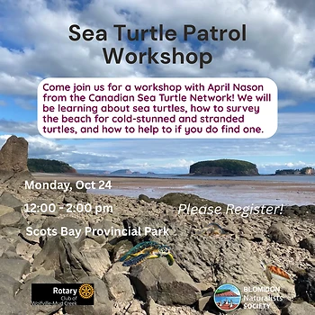 Poster for Sea Turtle Patrol Workshop