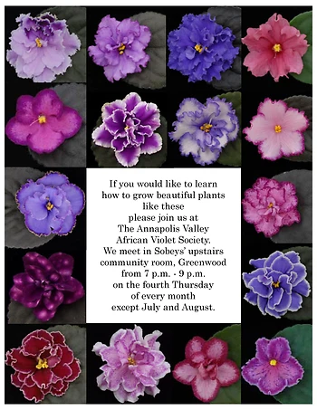 Poster for African Violet Society