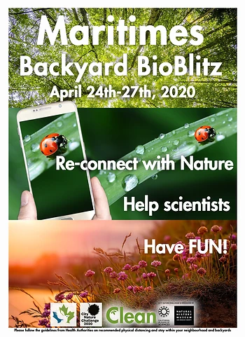Poster for Maritime Backyard Bioblitz