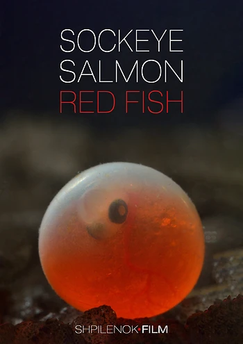 Poster for Sockeye Salmon. Red Fish w/ Paradis