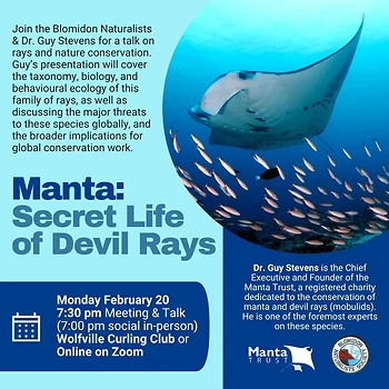 Poster for Manta: Secret Life of Devil Rays