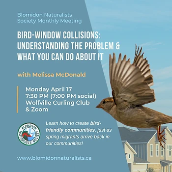 Poster for Bird-window Collisions: Understanding the problem and what you can do about it