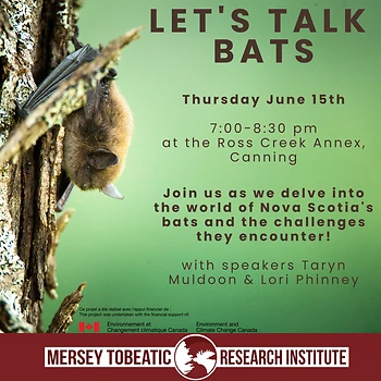 Poster for A Discussion on NS Bats